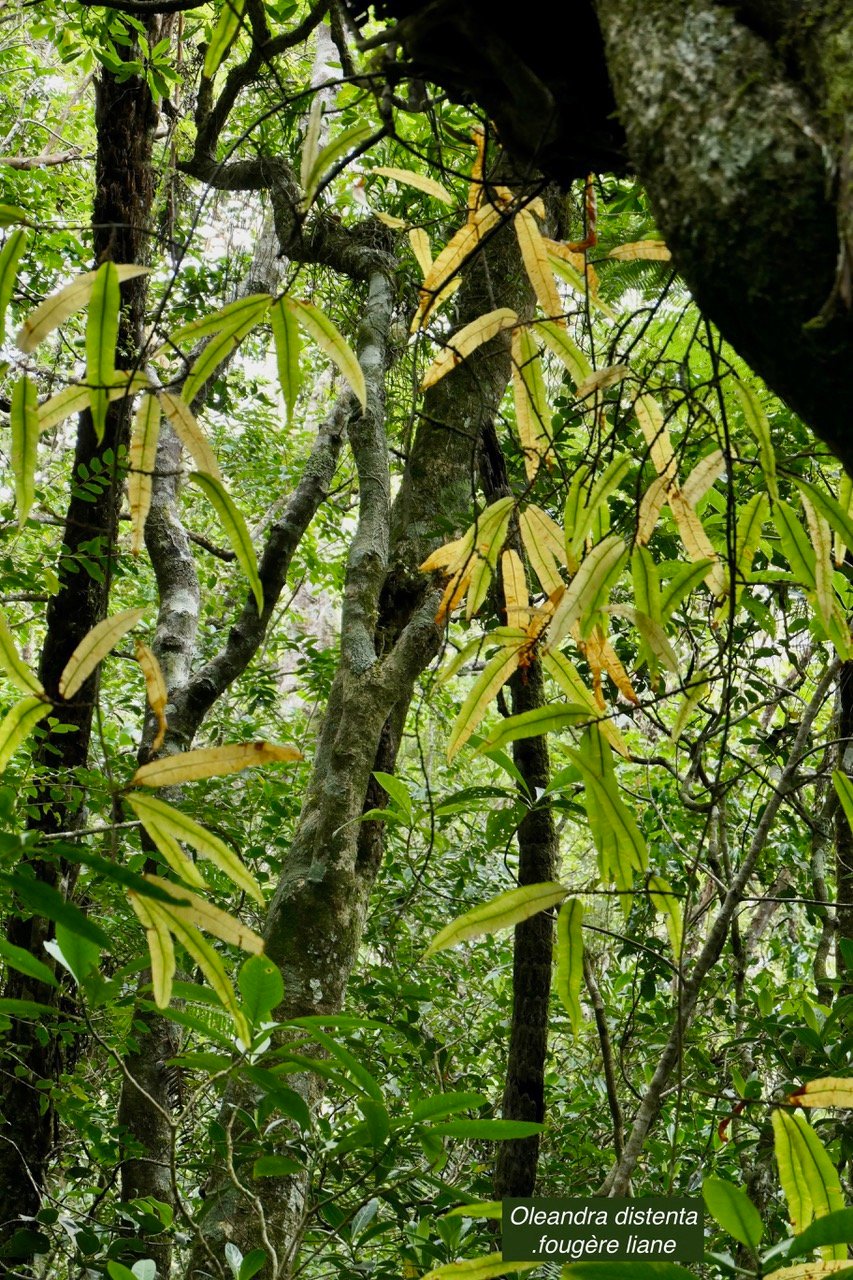 Oleandra distenta .fougère liane sur Polycias repanda.oleandraceae. Indigène Réunion..jpeg