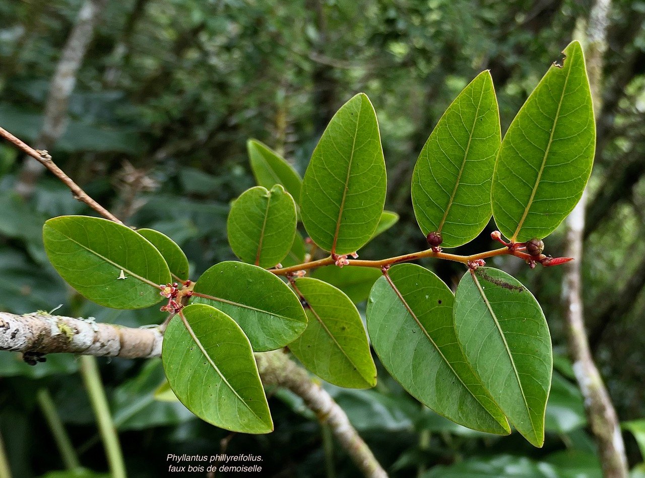 Phyllantus phillyreifolius.faux bois de demoiselle.bois de cafrine .phyllanthaceae.endémique Réunion Maurice. P1176733.jpeg