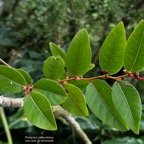 Phyllantus phillyreifolius.faux bois de demoiselle.bois de cafrine .phyllanthaceae.endémique Réunion Maurice. P1176733.jpeg