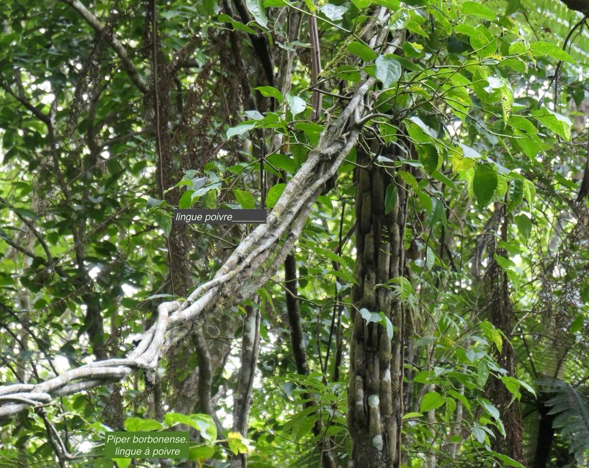 Piper borbonense.lingue à poivre.piperaceae.endémique Madagascar.Comores.Mascareignes. (1).jpeg