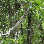 Piper borbonense.lingue à poivre.piperaceae.endémique Madagascar.Comores.Mascareignes. (1).jpeg