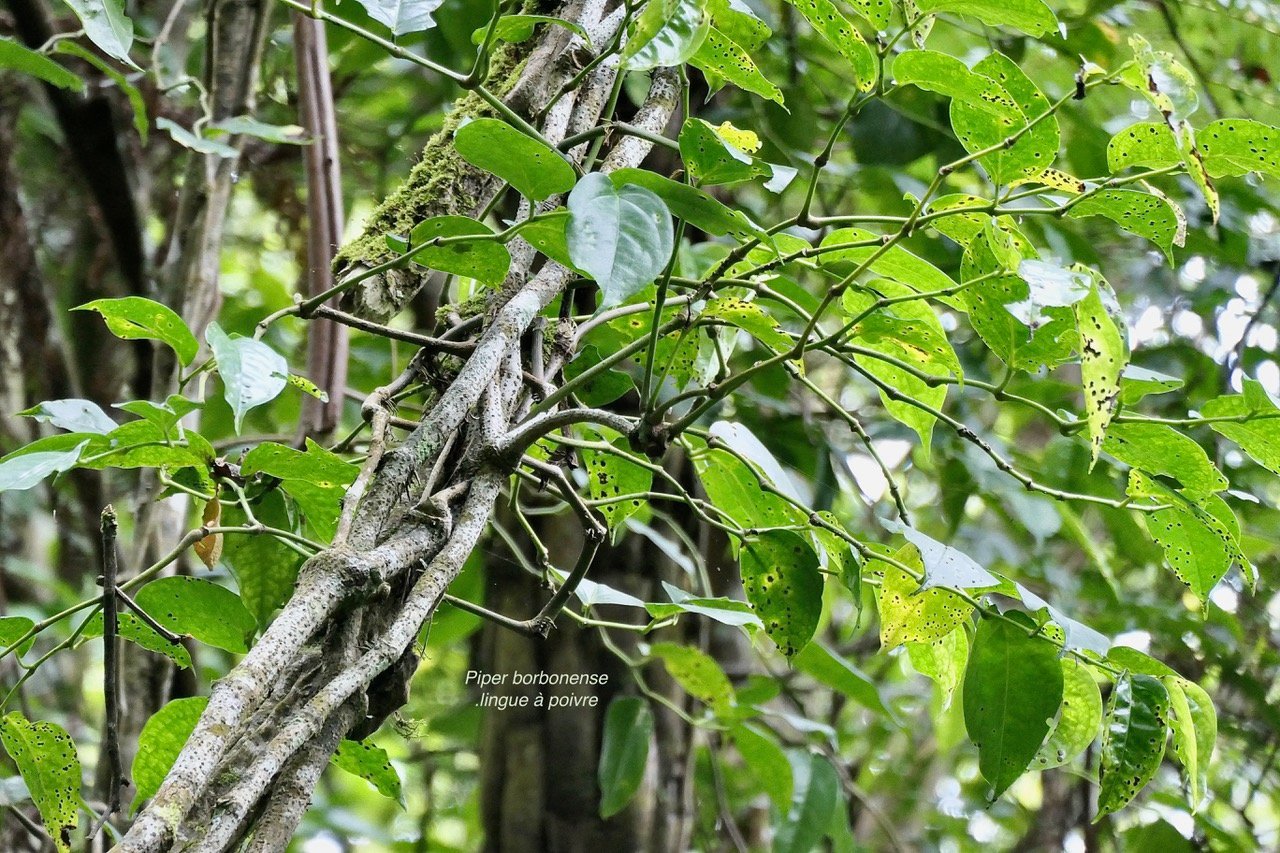 Piper borbonense.lingue à poivre.piperaceae.endémique Madagascar.Comores.Mascareignes..jpeg