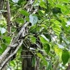 Piper borbonense.lingue à poivre.piperaceae.endémique Madagascar.Comores.Mascareignes..jpeg
