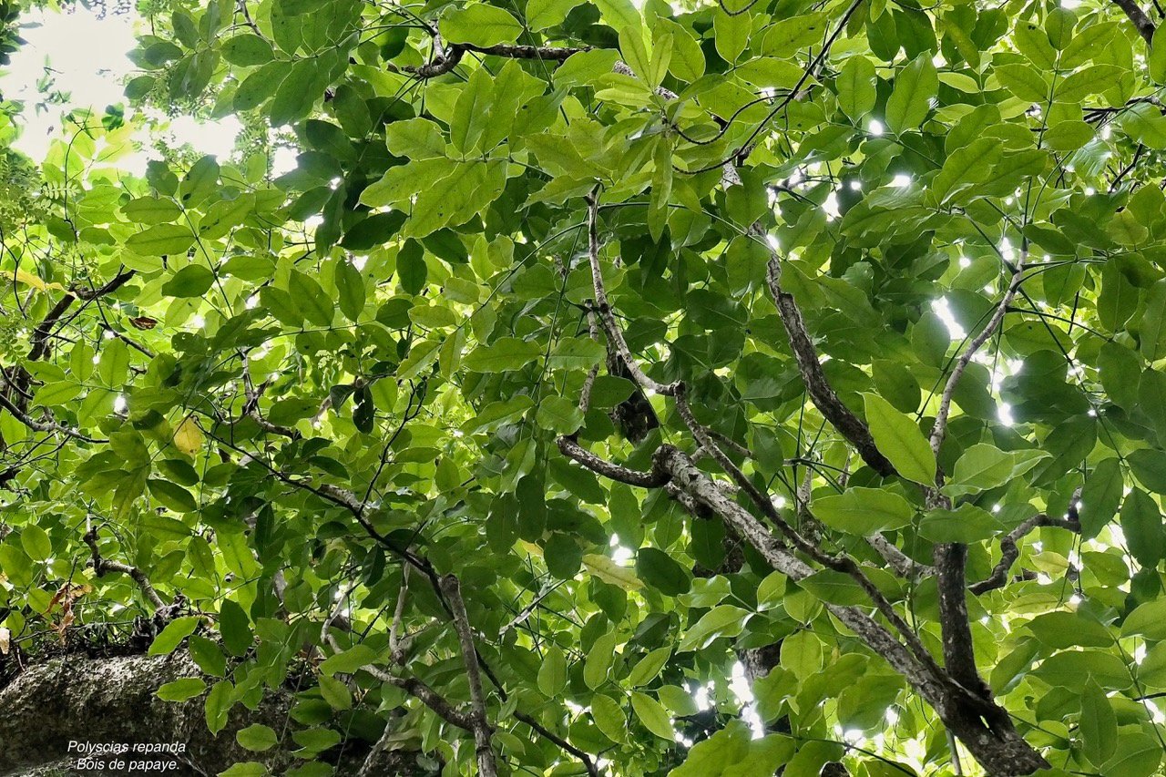 Polyscias repanda  Bois de papaye. araliaceae.endémique Réunion..jpeg