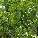 Polyscias repanda  Bois de papaye. araliaceae.endémique Réunion..jpeg