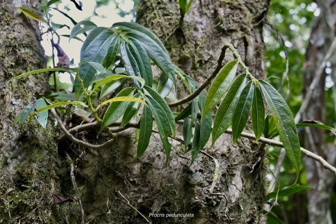 Procris pedunculata .urticaceae.indigène Réunion..jpeg