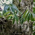 Procris pedunculata .urticaceae.indigène Réunion..jpeg