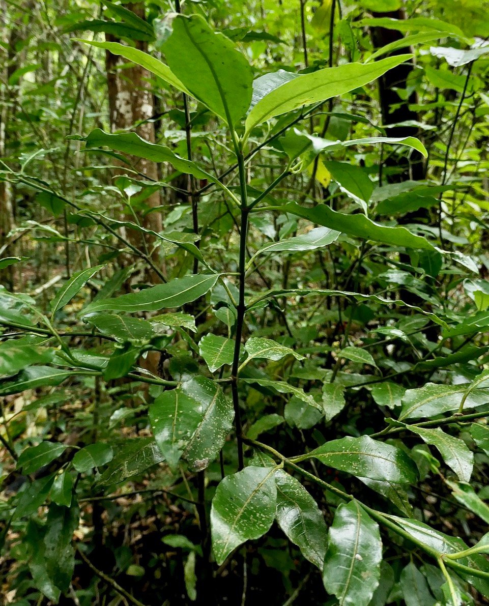 Psychotria borbonica.(Psathura borbonica )bois cassant. rubiaceae..endémique Réunion. (1).jpeg