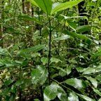 Psychotria borbonica.(Psathura borbonica )bois cassant. rubiaceae..endémique Réunion. (1).jpeg
