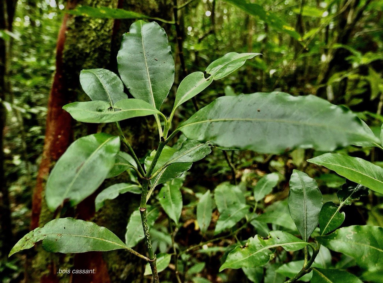 Psychotria borbonica.(Psathura borbonica )bois cassant. rubiaceae..endémique Réunion. (2).jpeg