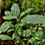 Psychotria borbonica.(Psathura borbonica )bois cassant. rubiaceae..endémique Réunion. (2).jpeg