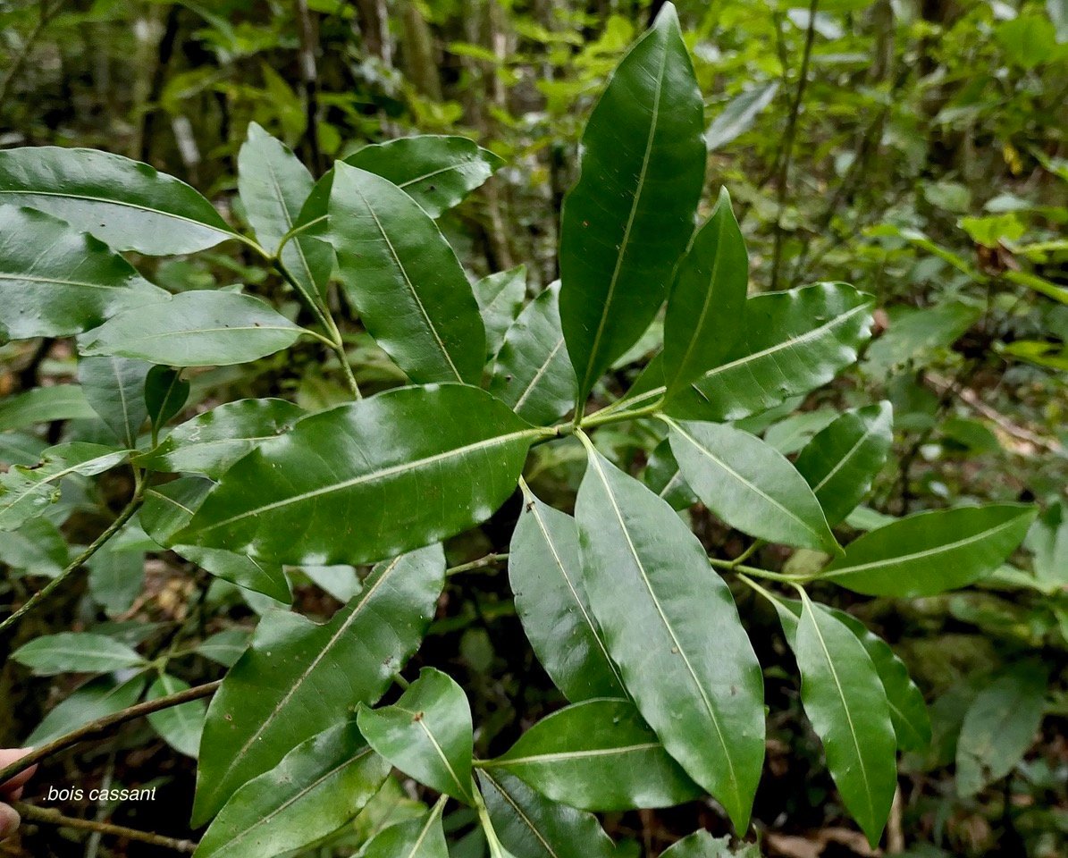 Psychotria borbonica.(Psathura borbonica )bois cassant. rubiaceae..endémique Réunion..jpeg