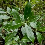 Psychotria borbonica.(Psathura borbonica )bois cassant. rubiaceae..endémique Réunion..jpeg