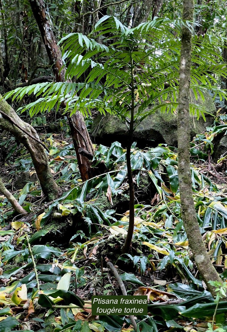 Ptisana fraxinea (Sm).Murdock.fougère tortue.marattiaceae.indigène Réunion..jpeg