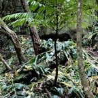 Ptisana fraxinea (Sm).Murdock.fougère tortue.marattiaceae.indigène Réunion..jpeg