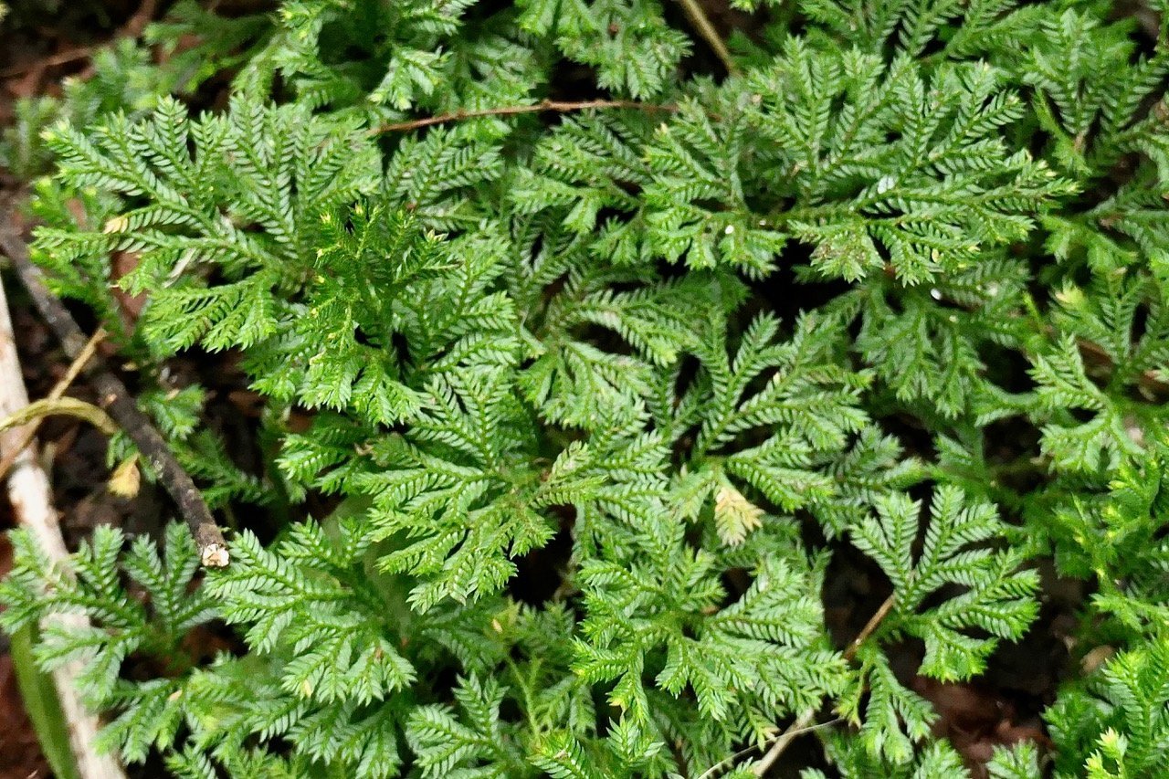Selaginella sp . selaginellaceae..jpeg