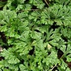 Selaginella sp . selaginellaceae..jpeg