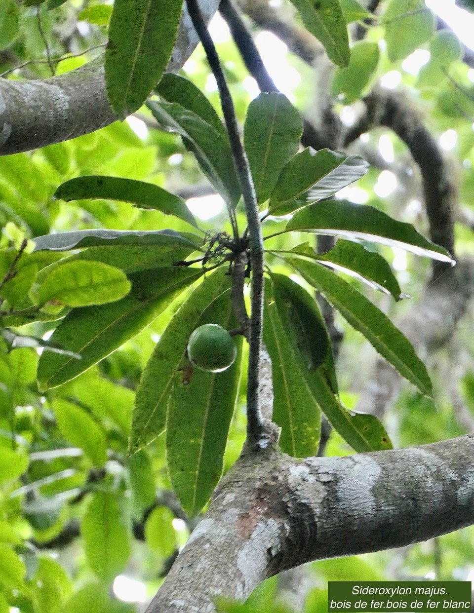 Sideroxylon majus.bois de fer.bois de fer blanc( avec un fruit ) .sapotaceae.endémique Réunion..jpeg
