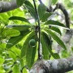 Sideroxylon majus.bois de fer.bois de fer blanc( avec un fruit ) .sapotaceae.endémique Réunion..jpeg