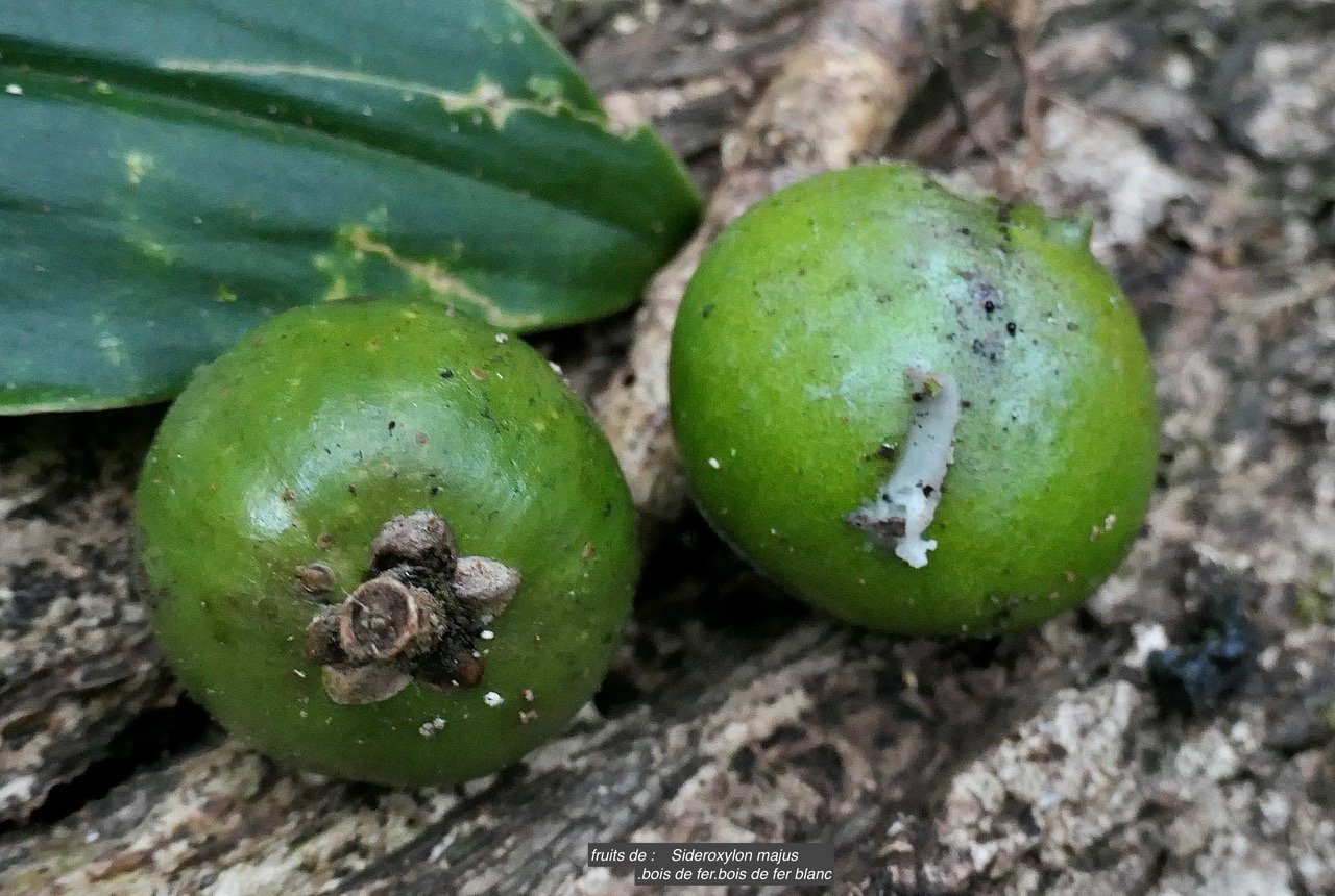 Sideroxylon majus.bois de fer.bois de fer blanc.( fruits ) sapotaceae.endémique Réunion..jpeg