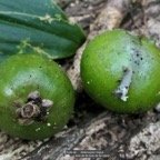 Sideroxylon majus.bois de fer.bois de fer blanc.( fruits ) sapotaceae.endémique Réunion..jpeg