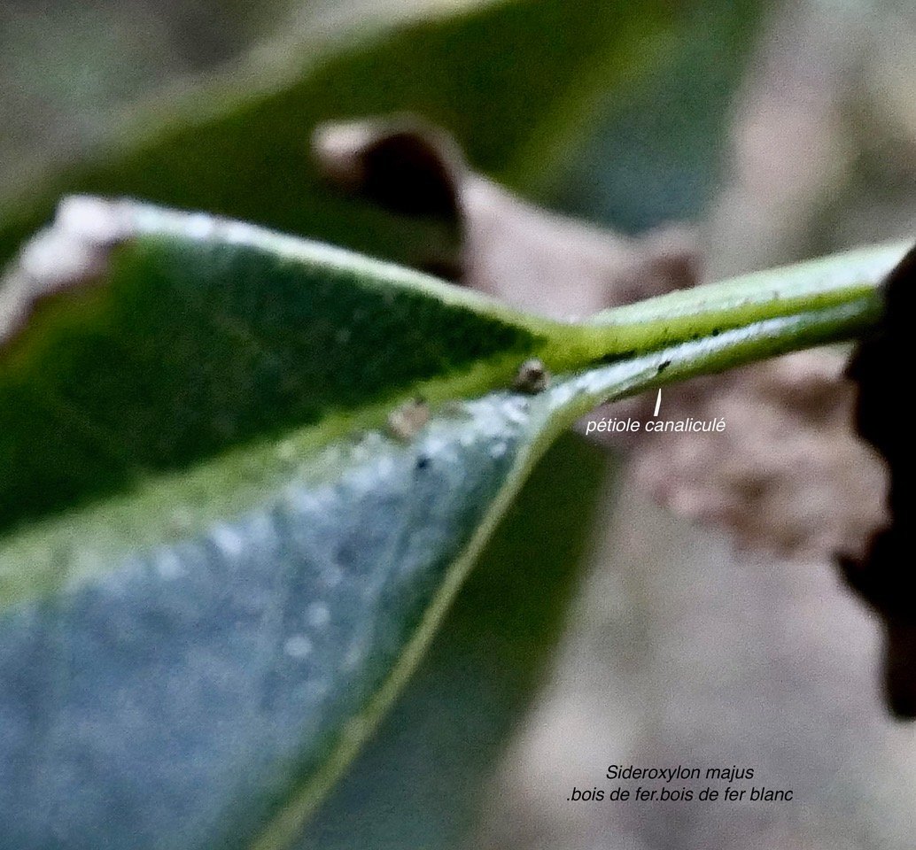 Sideroxylon majus.bois de fer.bois de fer blanc.( pétiole de la feuille canaliculé ) sapotaceae.endémique Réunion..jpeg