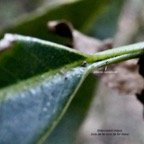 Sideroxylon majus.bois de fer.bois de fer blanc.( pétiole de la feuille canaliculé ) sapotaceae.endémique Réunion..jpeg