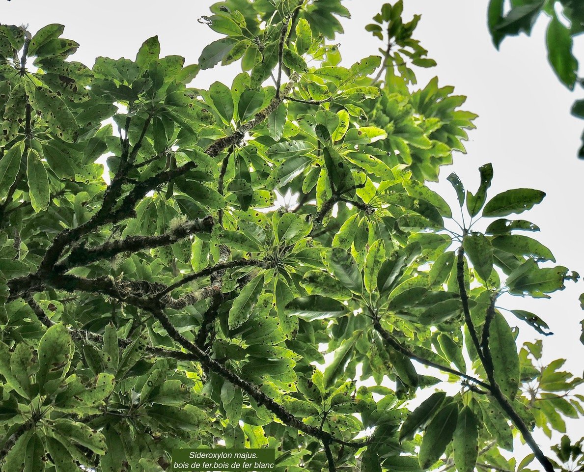 Sideroxylon majus.bois de fer.bois de fer blanc.sapotaceae.endémique Réunion. (1).jpeg