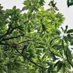 Sideroxylon majus.bois de fer.bois de fer blanc.sapotaceae.endémique Réunion. (1).jpeg