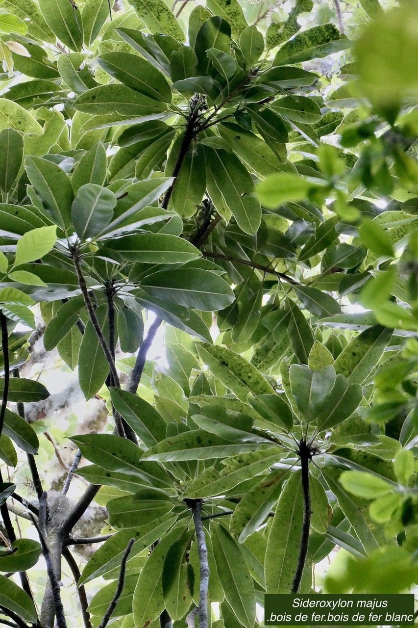 Sideroxylon majus.bois de fer.bois de fer blanc.sapotaceae.endémique Réunion. (2).jpeg
