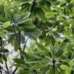 Sideroxylon majus.bois de fer.bois de fer blanc.sapotaceae.endémique Réunion. (2).jpeg