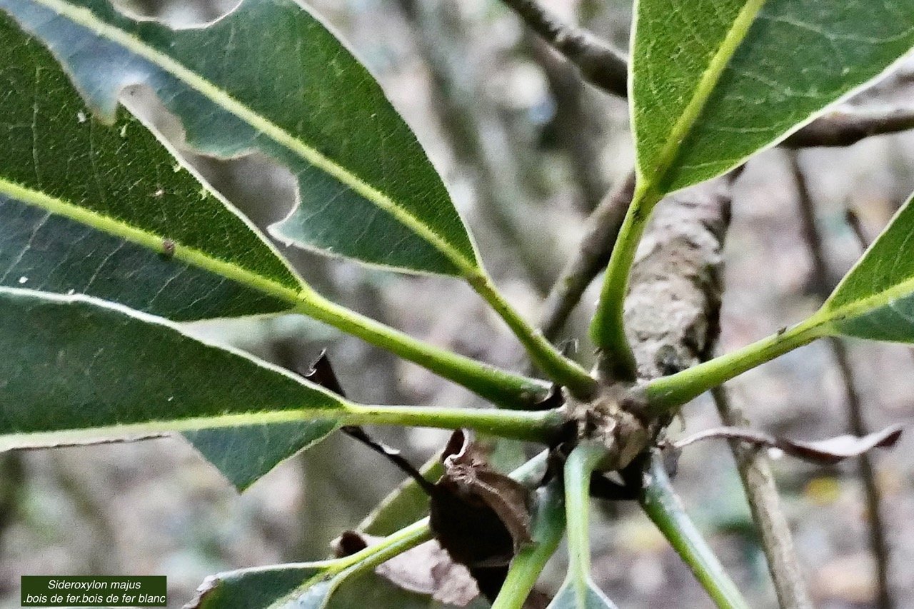 Sideroxylon majus.bois de fer.bois de fer blanc.sapotaceae.endémique Réunion..jpeg