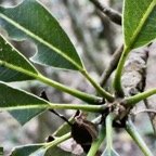 Sideroxylon majus.bois de fer.bois de fer blanc.sapotaceae.endémique Réunion..jpeg