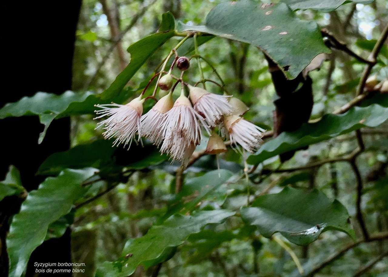 Syzygium borbonicum.bois de pomme blanc.( fleurs ) myrtaceae.endémique Réunion..jpeg