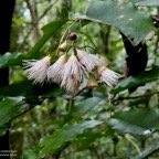 Syzygium borbonicum.bois de pomme blanc.( fleurs ) myrtaceae.endémique Réunion..jpeg