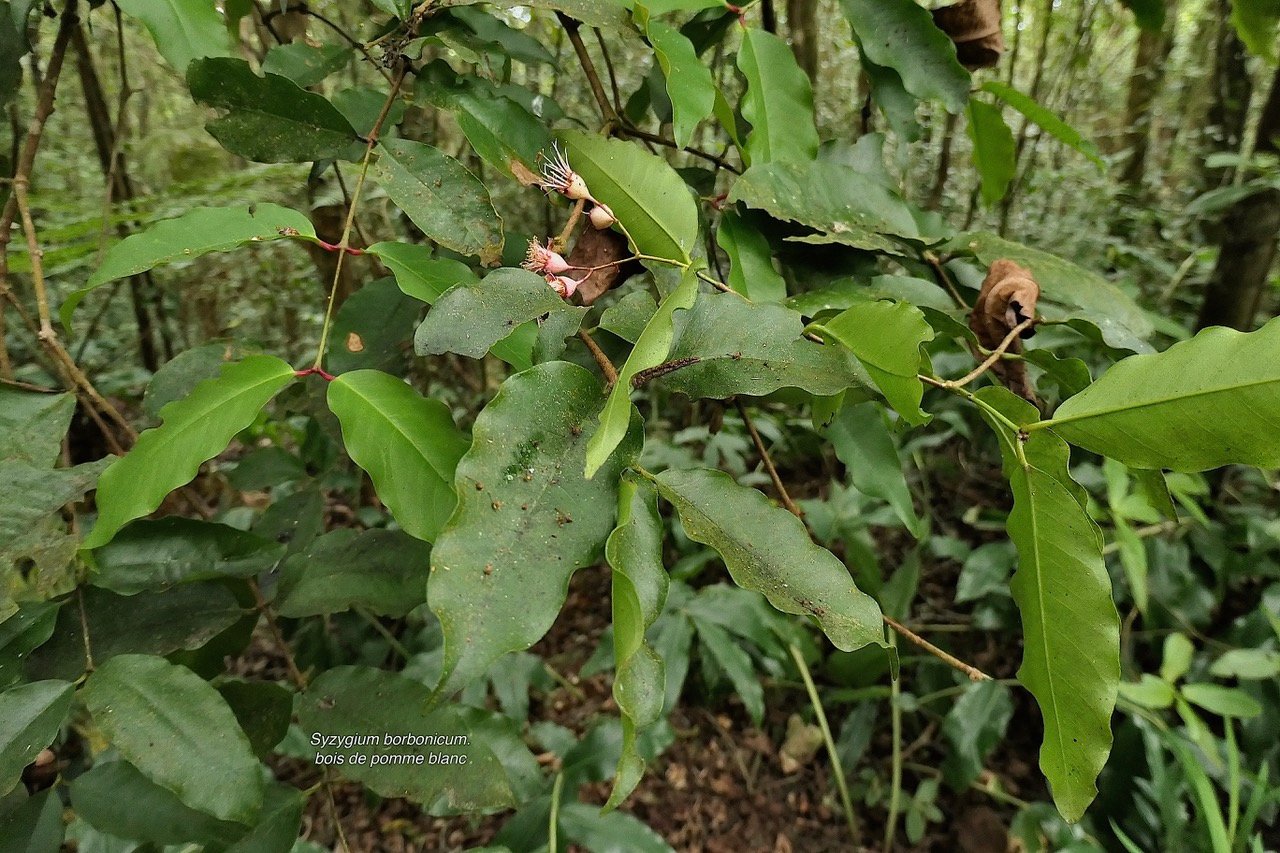 Syzygium borbonicum.bois de pomme blanc.myrtaceae.endémique Réunion. P1176604.jpeg