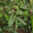 Syzygium borbonicum.bois de pomme blanc.myrtaceae.endémique Réunion. P1176604.jpeg