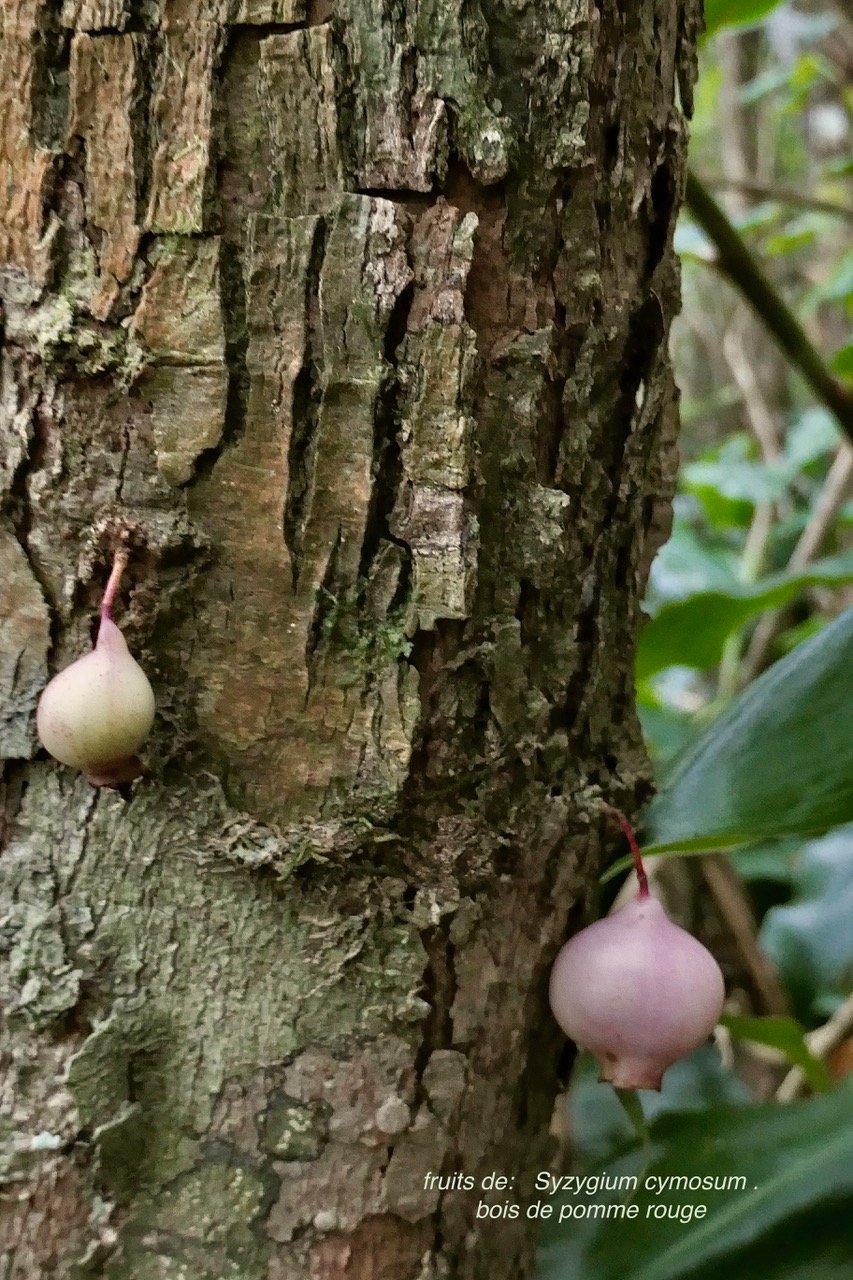 Syzygium cymosum .bois de pomme rouge.( fruits sur le tronc ce l'arbre-cauliflorie )myrtaceae.endémique Réunion Maurice..jpeg