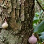 Syzygium cymosum .bois de pomme rouge.( fruits sur le tronc ce l'arbre-cauliflorie )myrtaceae.endémique Réunion Maurice..jpeg