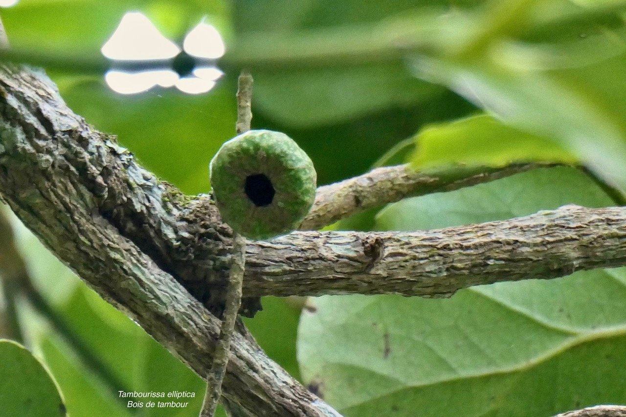 Tambourissa elliptica  Bois de tambour .Bois de bombarde ( fruit ).monimiaceae endémique  Réunion.jpeg