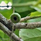 Tambourissa elliptica  Bois de tambour .Bois de bombarde ( fruit ).monimiaceae endémique  Réunion.jpeg