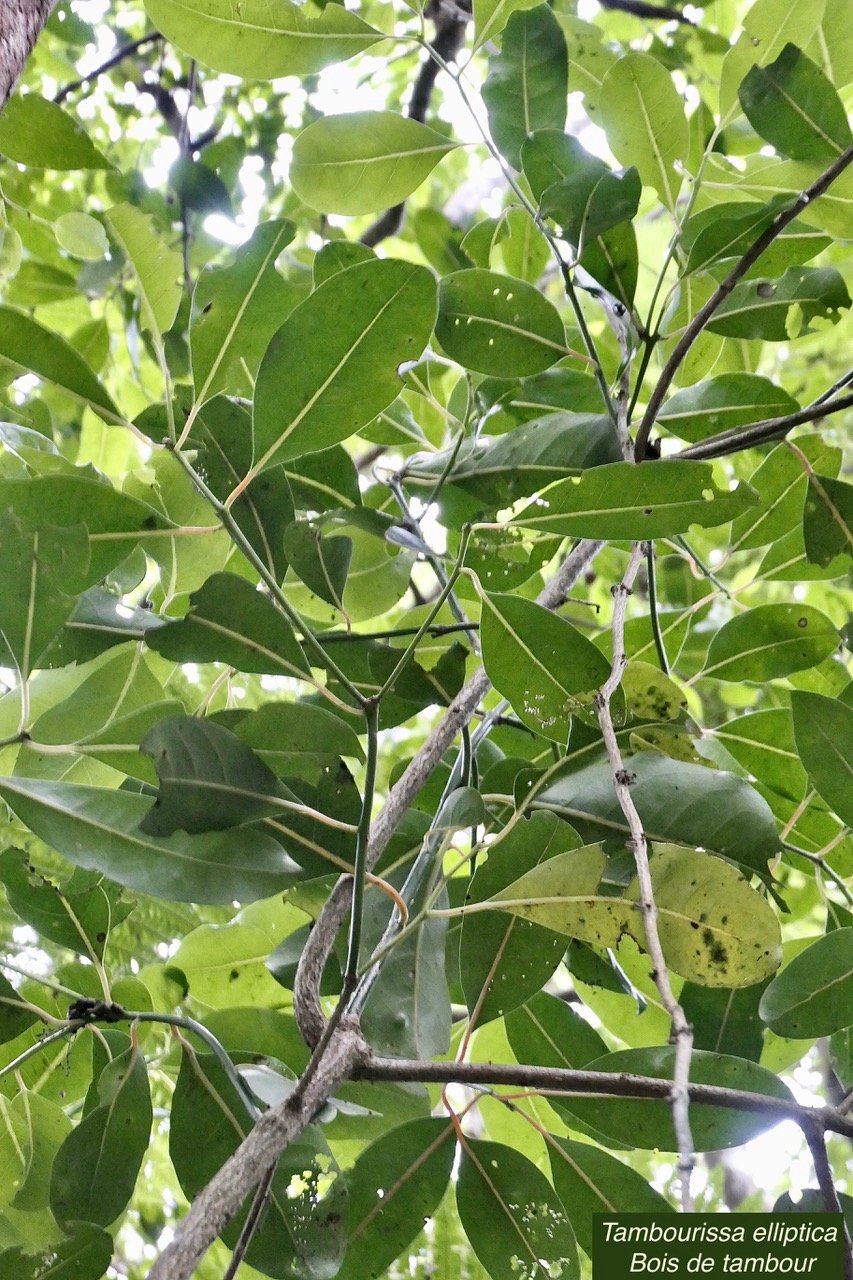 Tambourissa elliptica  Bois de tambour .Bois de bombarde .monimiaceae endémique  Réunion (1).jpeg