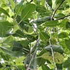 Tambourissa elliptica  Bois de tambour .Bois de bombarde .monimiaceae endémique  Réunion (1).jpeg