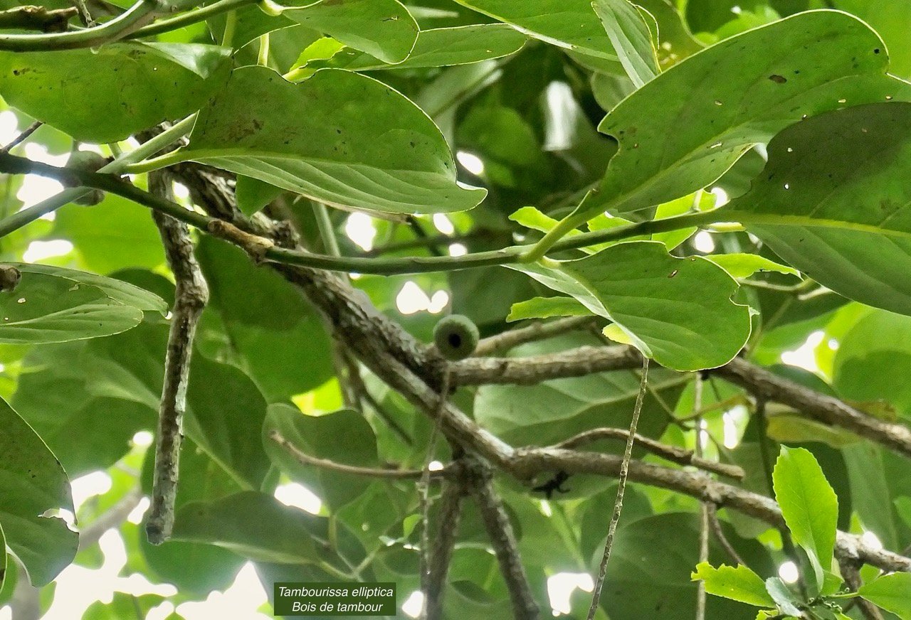 Tambourissa elliptica  Bois de tambour .Bois de bombarde .monimiaceae endémique  Réunion.jpeg