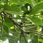 Tambourissa elliptica  Bois de tambour .Bois de bombarde .monimiaceae endémique  Réunion.jpeg