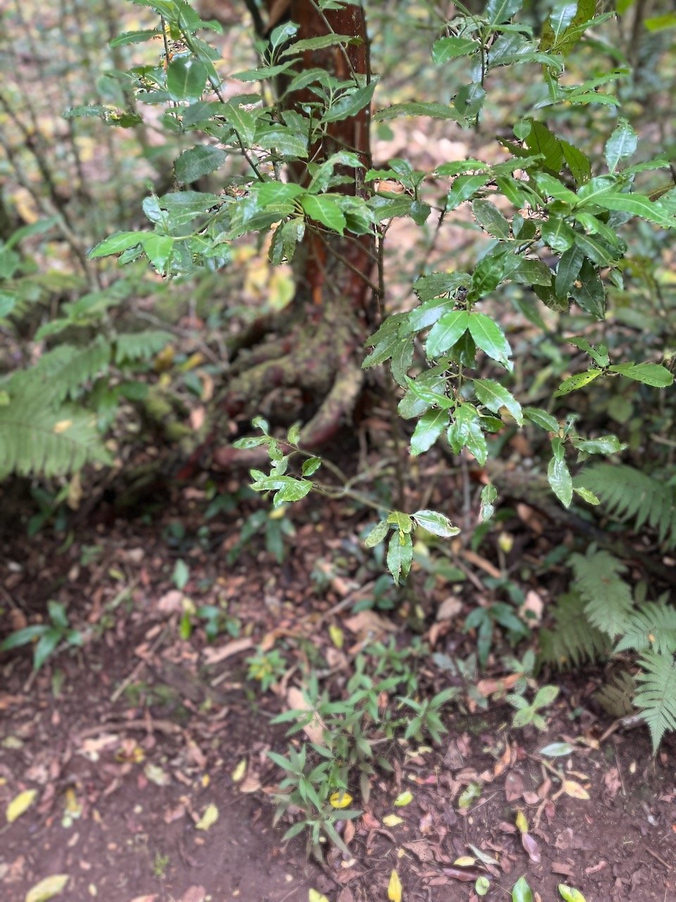 1. Psathura borbonica - Bois cassant - Rubiaceae- B.jpeg