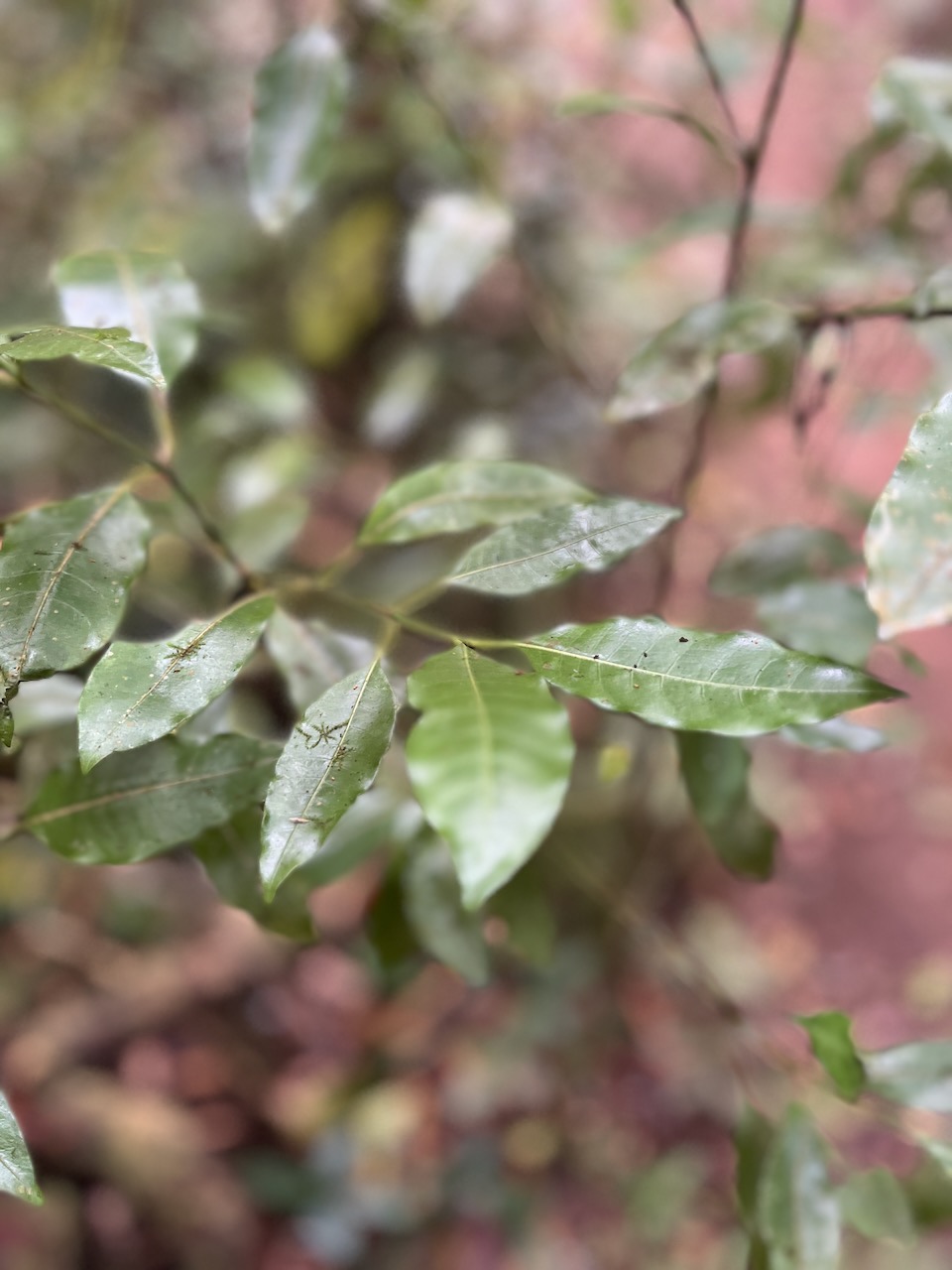 3. Feuilles de Psathura borbonica - Bois cassant - Rubiaceae- B.jpeg