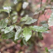 3. Feuilles de Psathura borbonica - Bois cassant - Rubiaceae- B.jpeg