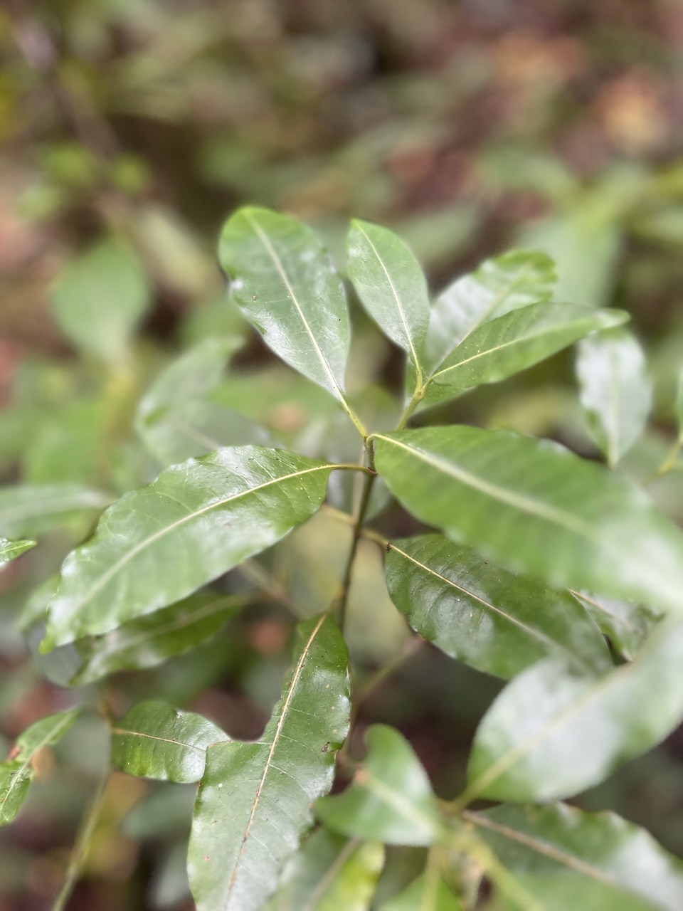 6. Psathura borbonica - Bois cassant - Rubiaceae- B.jpeg
