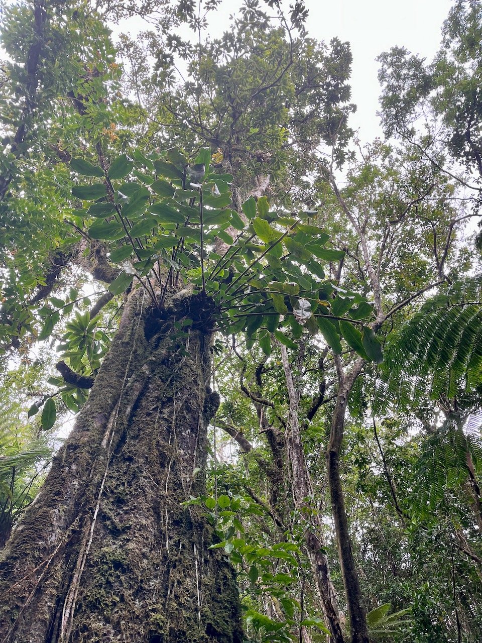 8. Tout en haut et tout en bas, Sideroxylon imbricarioides ou Sideroxylon majus - Bois de fer  - Sapotaceae  - Endémique de la Réunion.jpeg